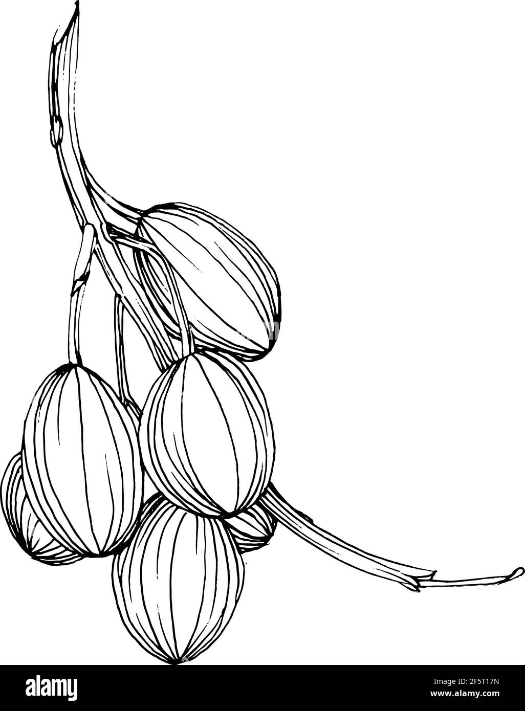 Elément d'esquisse olive. Branches d'olive isolées. Illustration de dessin à main vectorielle. Illustration de Vecteur