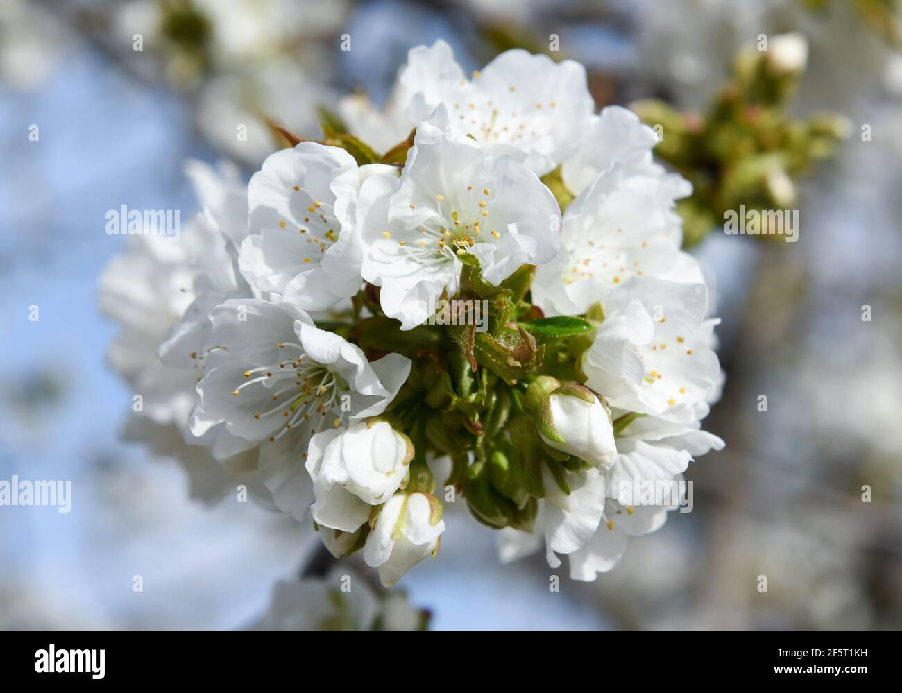 Fleurs de cerisier photographiées entre des fermes mitoyennes, pleines de cerisiers en fleurs à Valdastillas. Avec plus d'un million et demi de cerisiers, la région d'Estrémadure de la vallée de Jerte célèbre chaque année pendant la deuxième moitié de mars le festival de cerisiers en fleurs (Fiesta del Cerezo en Flor), Déclaré d'intérêt touristique national. Cette année, il a été annulé à nouveau en raison de la situation pandémique et outre la fermeture du périmètre régional, il y a eu plusieurs annulations d'hospitalité comme beaucoup de visiteurs sont de l'extérieur de l'Estrémadure. Banque D'Images