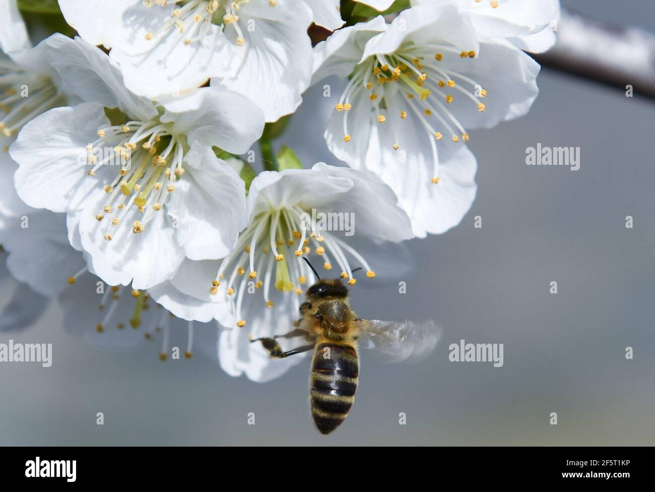 Une abeille travaille parmi les fleurs de cerisier entre les fermes en terrasse, pendant la floraison à Valdastillas.avec plus d'un million et demi de cerisiers, la région d'Estrémadure de la vallée de Jerte, célèbre chaque année pendant la deuxième moitié de mars le festival de cerisiers en fleurs (Fiesta del Cerezo en Flor), Déclaré d'intérêt touristique national. Cette année, il a été annulé à nouveau en raison de la situation pandémique et outre la fermeture du périmètre régional, il y a eu plusieurs annulations d'hospitalité comme beaucoup de visiteurs sont de l'extérieur de l'Estrémadure. Banque D'Images