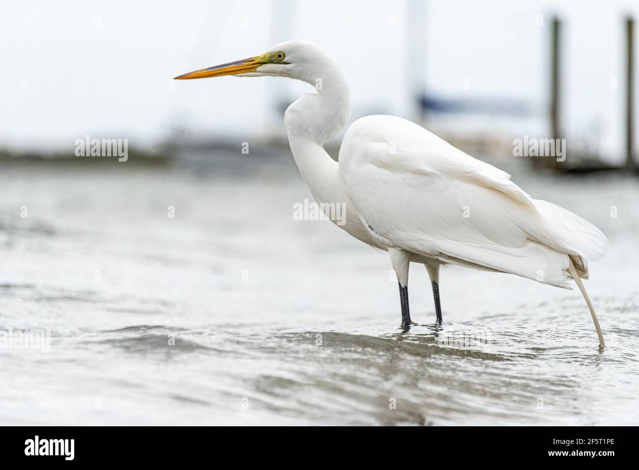 Elégant, l'aigrette se délassit le long du rivage de Salt Run sur l'île Anastasia de St. Augustine, en Floride, près du phare de St. Augustine. (ÉTATS-UNIS) Banque D'Images