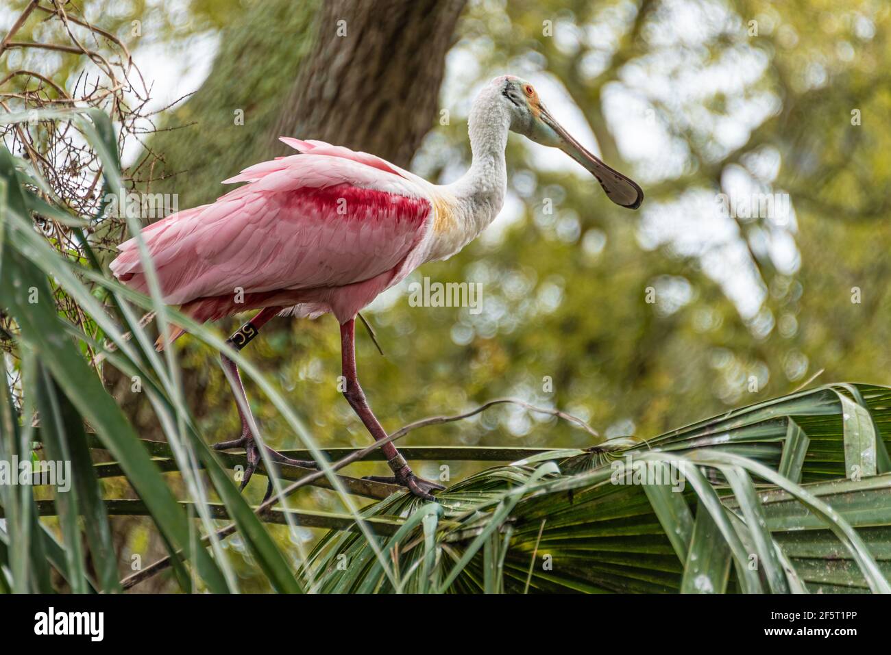 Balisé de la cuillerée sauvage au sommet d'une fronde de de palmier à chou à la rookerie d'oiseaux à gué dans le parc zoologique de la ferme des alligators de St. Augustine en Floride. Banque D'Images