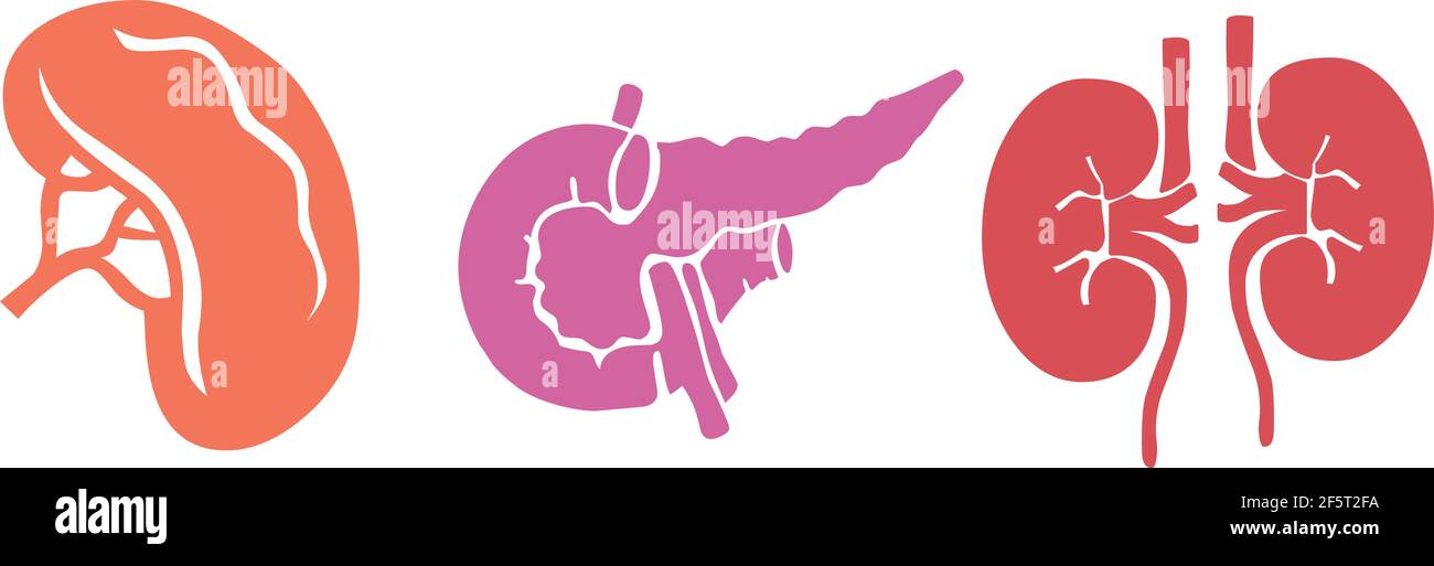 Organes internes humains rate reins pancréas vecteur isolé sur blanc arrière-plan Illustration de Vecteur