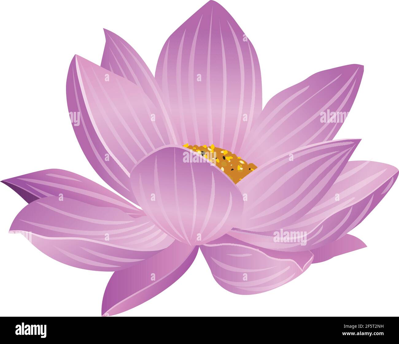 Vecteur de fleur de Lotus isolé sur fond blanc Illustration de Vecteur