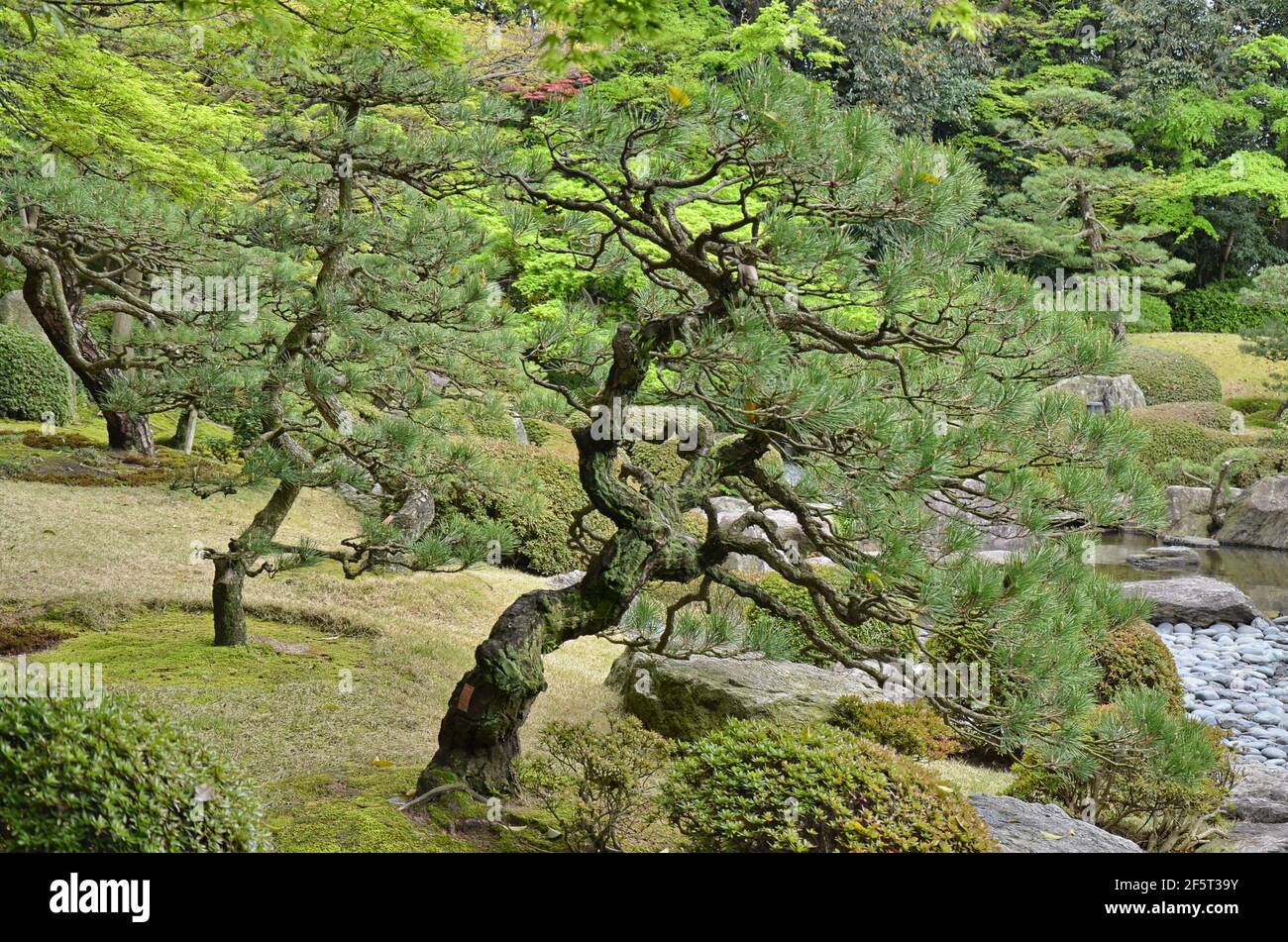 Pins au jardin japonais d'Ohori Park dans la ville de Fukuoka, au Japon Banque D'Images