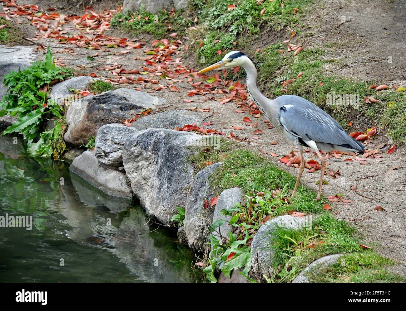 Le héron gris (Ardea cinerea) est un oiseau de passage à gué prédateur à longues pattes de la famille des hérons, les Ardeidae Banque D'Images