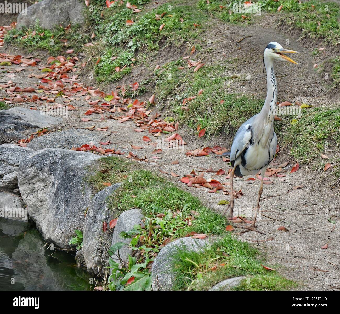 Le héron gris (Ardea cinerea) est un oiseau de passage à gué prédateur à longues pattes de la famille des hérons, les Ardeidae Banque D'Images