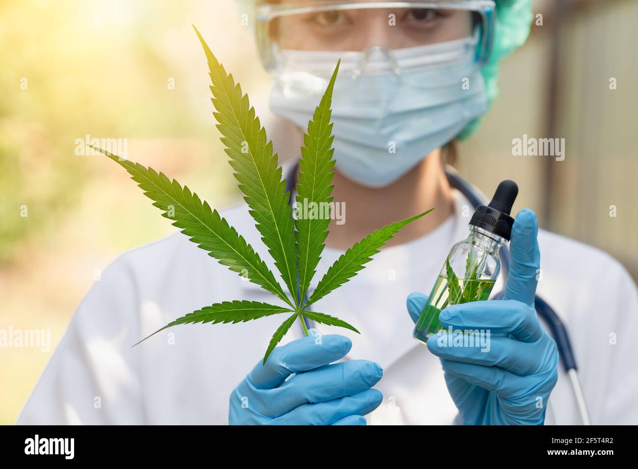 Médecin avec Sativa extrait d'huile de cannabis essentiel des feuilles de marijuana pour plantes médicinales nature. Banque D'Images