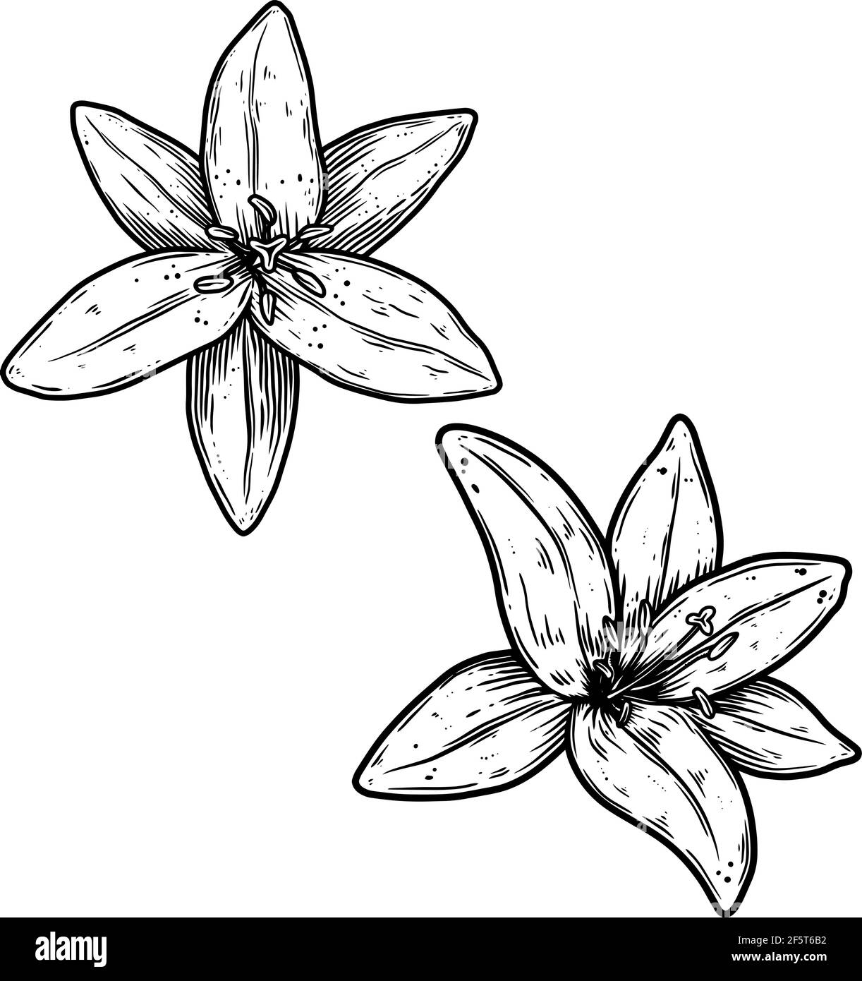 Illustration de la fleur de lys en style gravure. Élément de conception