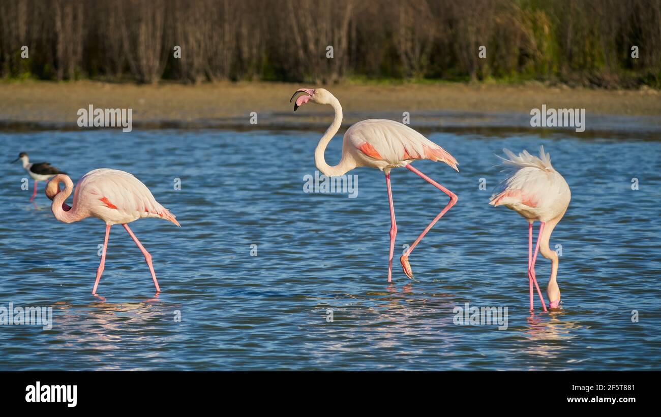 Groupe de flamants roses ou flamants roses (Flamingo) dans la réserve naturelle de la lagune Fuente de Piedra à Malaga. Andalousie, Espagne Banque D'Images