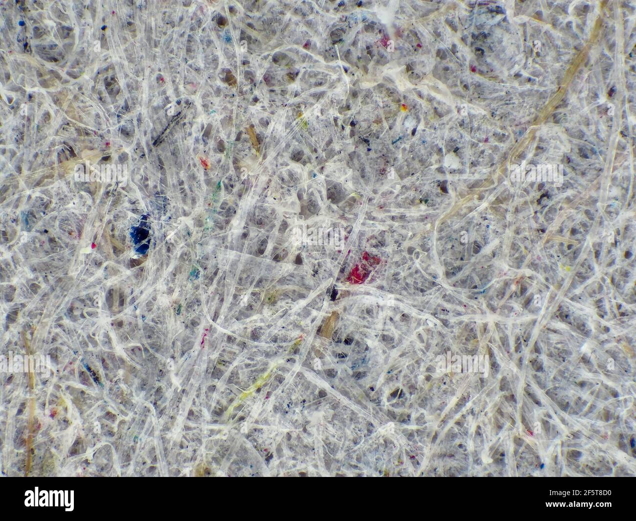 Carton de carton d'oeuf sous le microscope, champ de vue horizontal est d'environ 3mm Banque D'Images