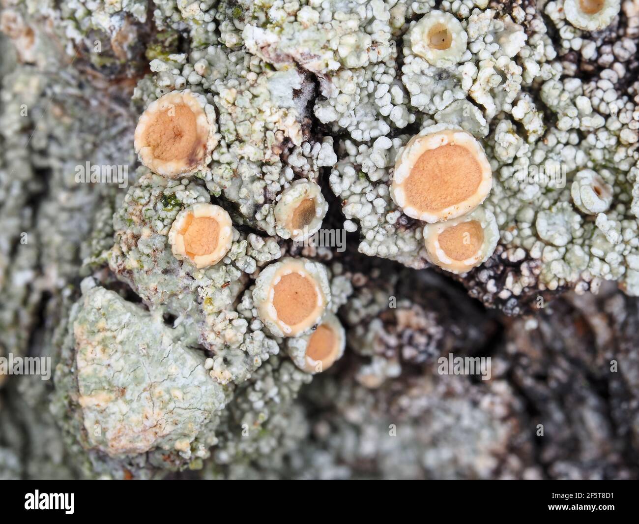 Lichen sur une écorce d'arbre Banque D'Images