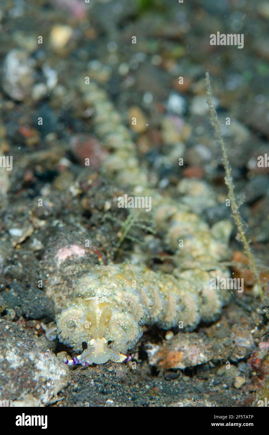 Blue Dragon Nudibranch, Pteraeolidia ianthina, site de plongée de Bulakan, Seraya, district de Kubu, Karangasem, Bali, Indonésie, Océan Indien Banque D'Images