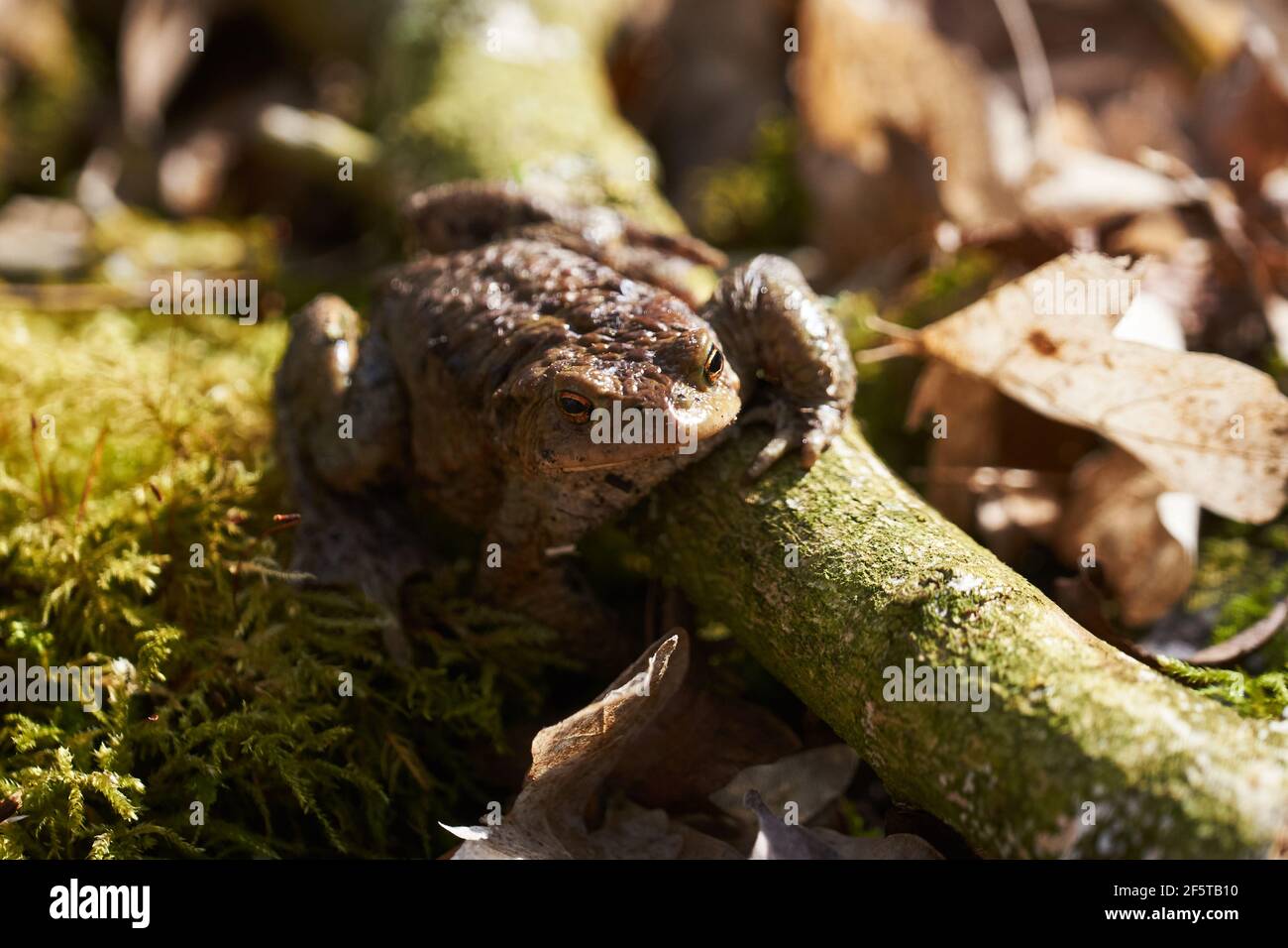 Crapaud commun assis entre les feuilles mortes et les branches dans la forêt plancher au printemps Banque D'Images