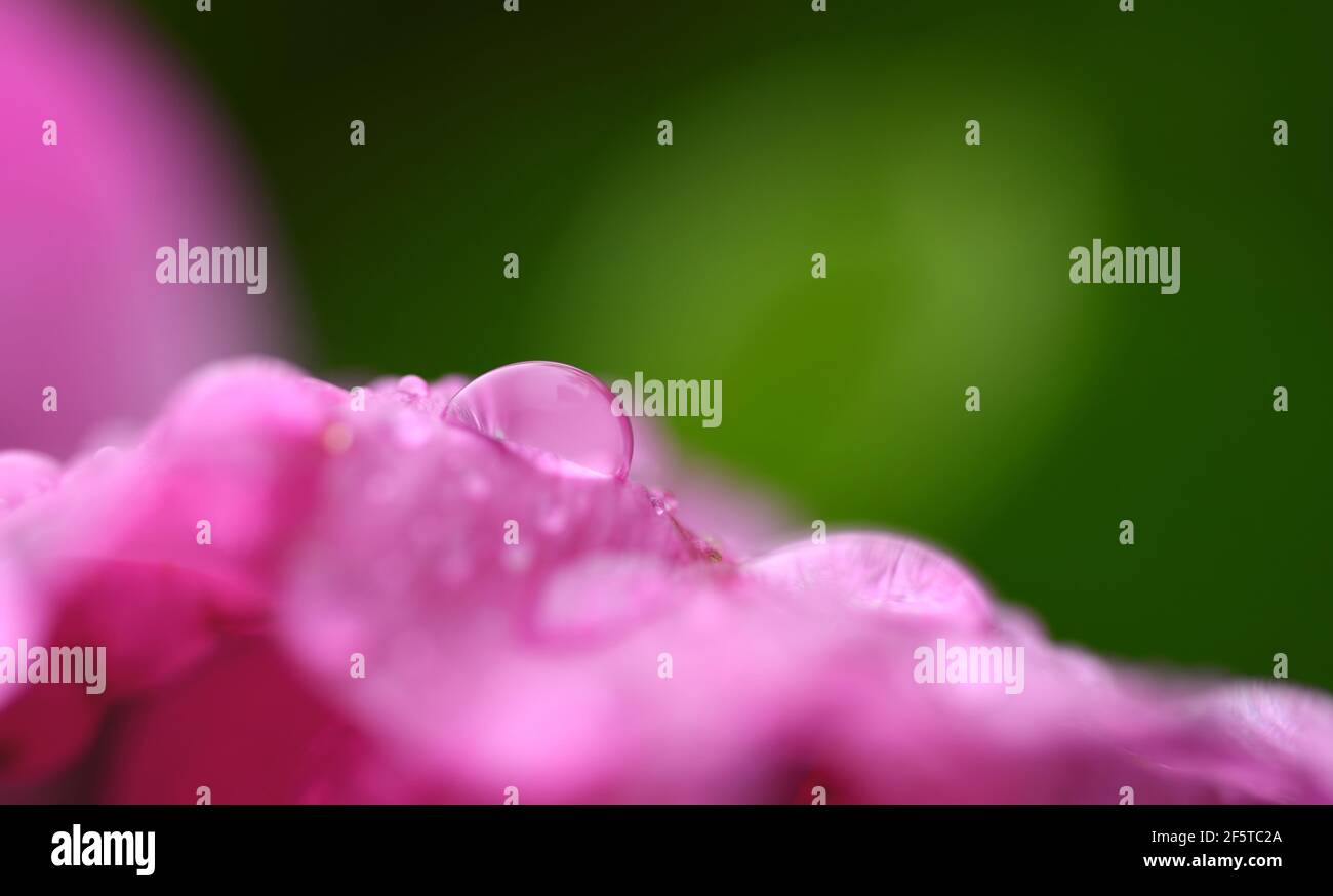 Gouttes d'eau sur une fleur rose sauvage sur fond vert flou. Rosée du matin sur les pétales gros plan. Beauté dans le thème de la nature. Banque D'Images
