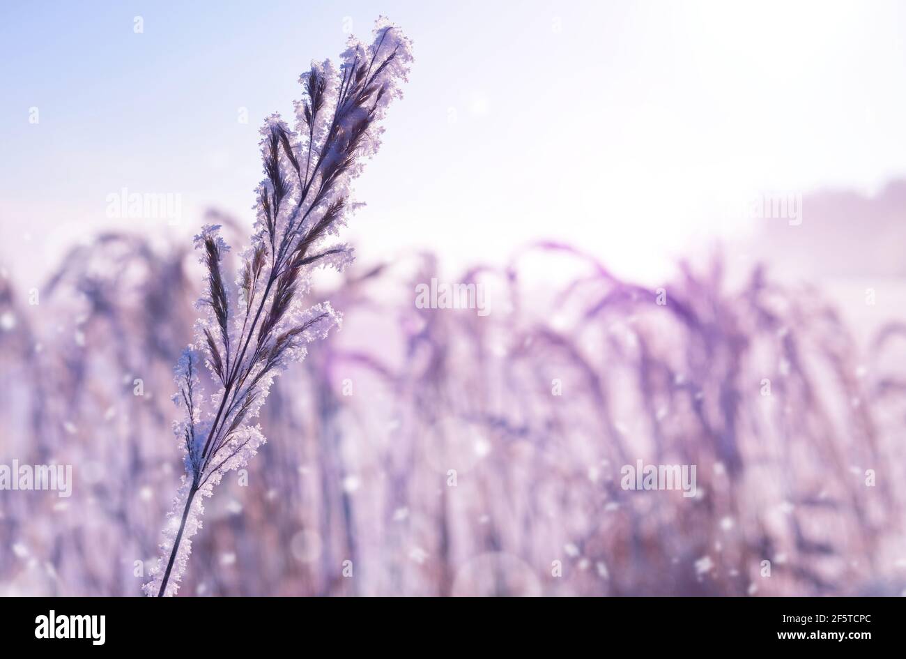 Givre sur l'usine au lever du soleil. Saison d'hiver. La beauté dans la nature. Banque D'Images