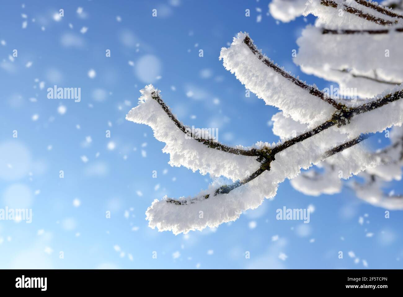Givre sur les branches de l'arbre avec fond bleu ciel.hiver nature. Banque D'Images
