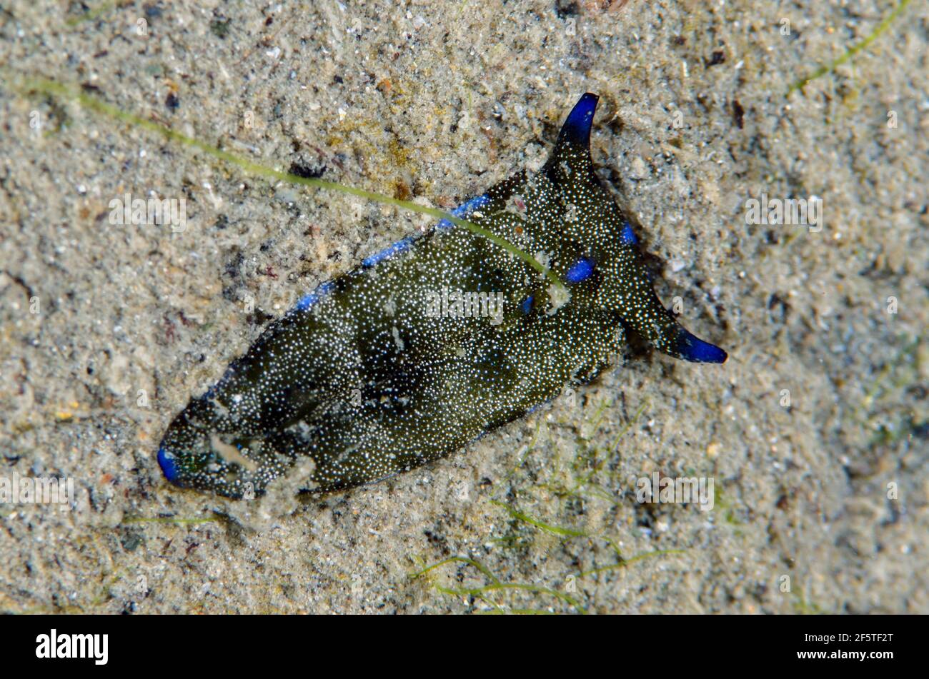 Plakobranchus Slug sur sable, Plakobranchus sp, site de plongée de Pasir Putih, Weda, Halmahera, Maluku du Nord, Indonésie, Mer de Halmahera Banque D'Images