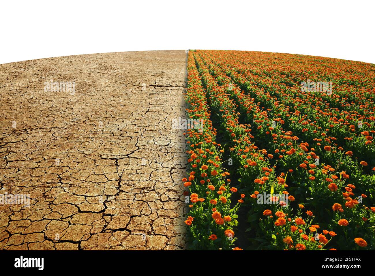 Pays aride avec le sol fissuré et le champ avec des fleurs Marigold sur fond blanc. Concept de changement climatique ou réchauffement climatique. Banque D'Images