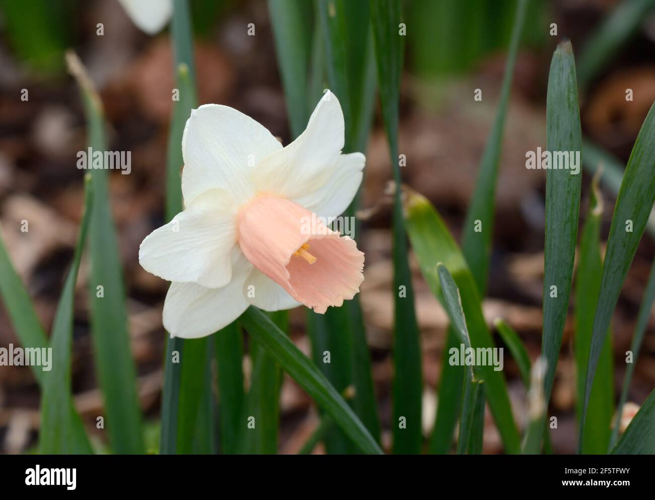 Nardissus Beto Sian fleur de jonquille rose et blanche inhabituelle Photo  Stock - Alamy