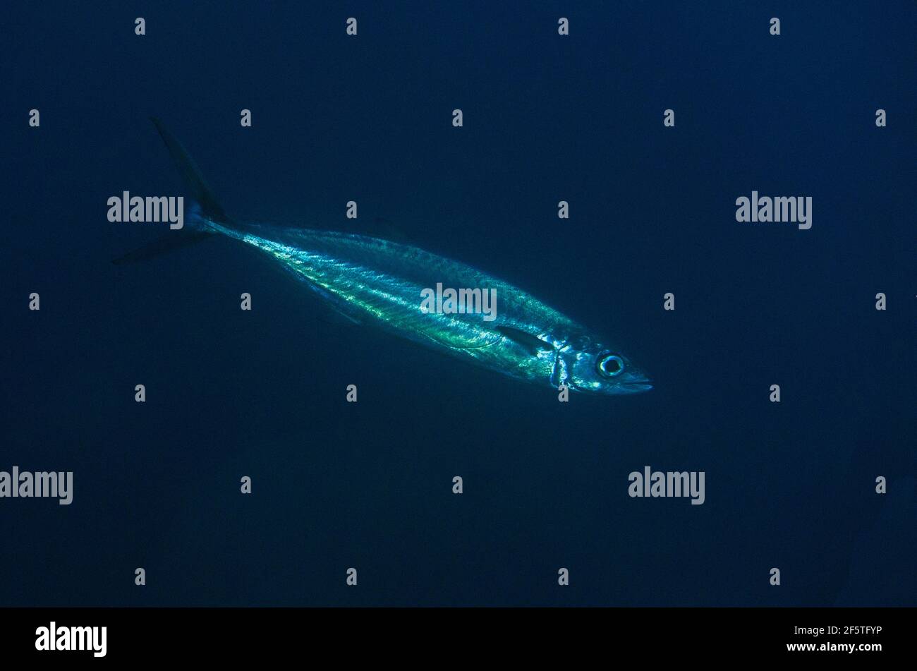 Barracuda à rayures cuivrées, Sphyraena helleri, site de plongée de Gororgo Mini, Weda, Halmahera, Maluku du Nord, Indonésie, Mer de Halmahera Banque D'Images