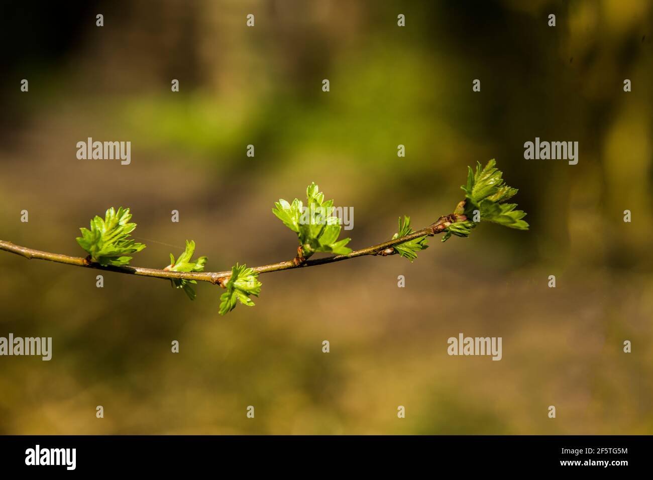 Les jeunes feuilles de Hawthorn éclate en mars, ou au début du printemps Banque D'Images
