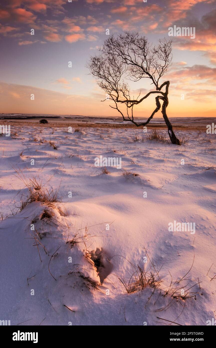 Arbre tordu dans la neige au crépuscule dans le quartier de Derbyshire Peak Parc national Derbyshire Angleterre Royaume-Uni GB Europe Banque D'Images