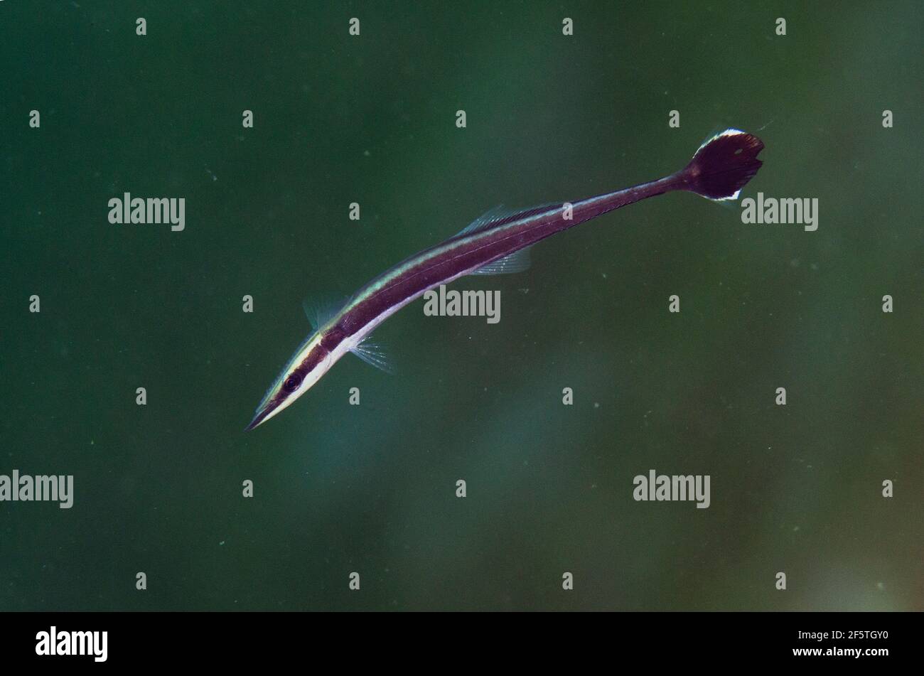 Suckerfish juvénile, Echeneis naucrates, site de plongée de Bandara, Weda, Halmahera, Nord de Maluku, Indonésie, Mer de Halmahera Banque D'Images