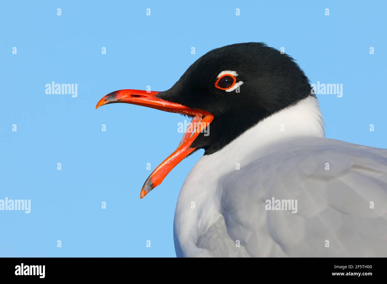 Un gros plan de la tête d'un magnifique mouette méditerranéenne adulte (Ichthyaetus melanocephalus) dans le plumage reproducteur complet dans l'Essex, au Royaume-Uni Banque D'Images