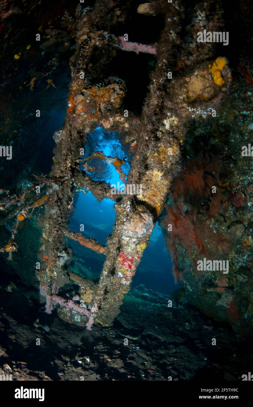 Échelle incrustée de corail à l'intérieur de l'épave, site de plongée Liberty Wreck, Tulamben, Karangasem, Bali, Indonésie, Océan Indien Banque D'Images