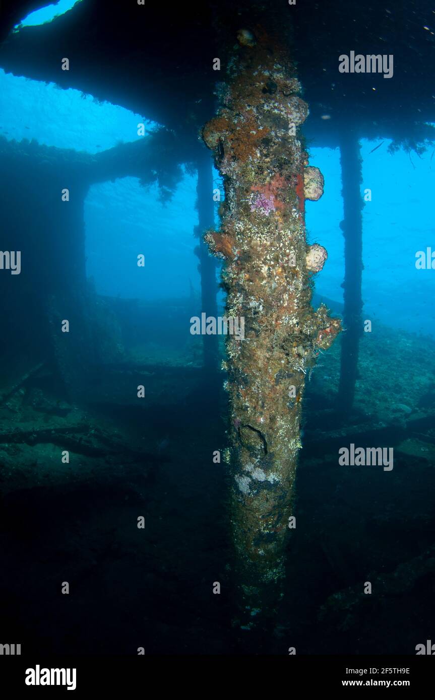 Pilier en croûte de corail à l'intérieur de l'épave, site de plongée Liberty Wreck, Tulamben, Karangasem, Bali, Indonésie, Océan Indien Banque D'Images