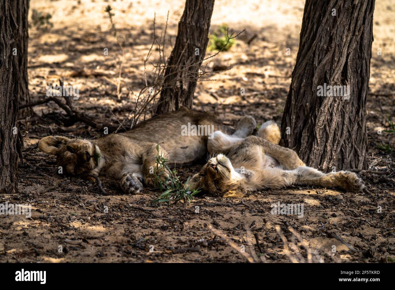 Deux petits lions dormant à l'ombre d'un arbre Banque D'Images