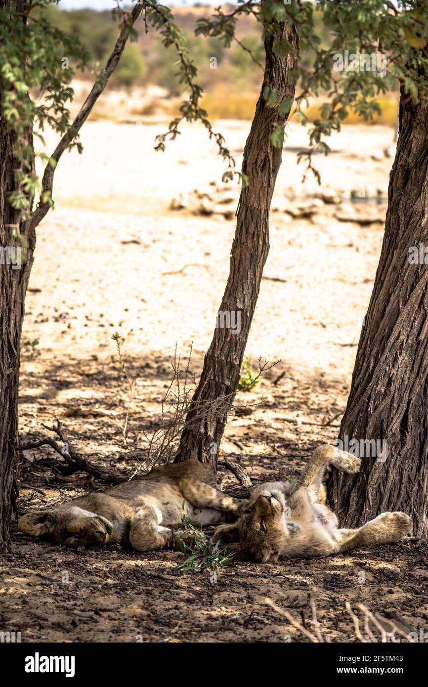 Deux petits lions dormant à l'ombre d'un arbre Banque D'Images