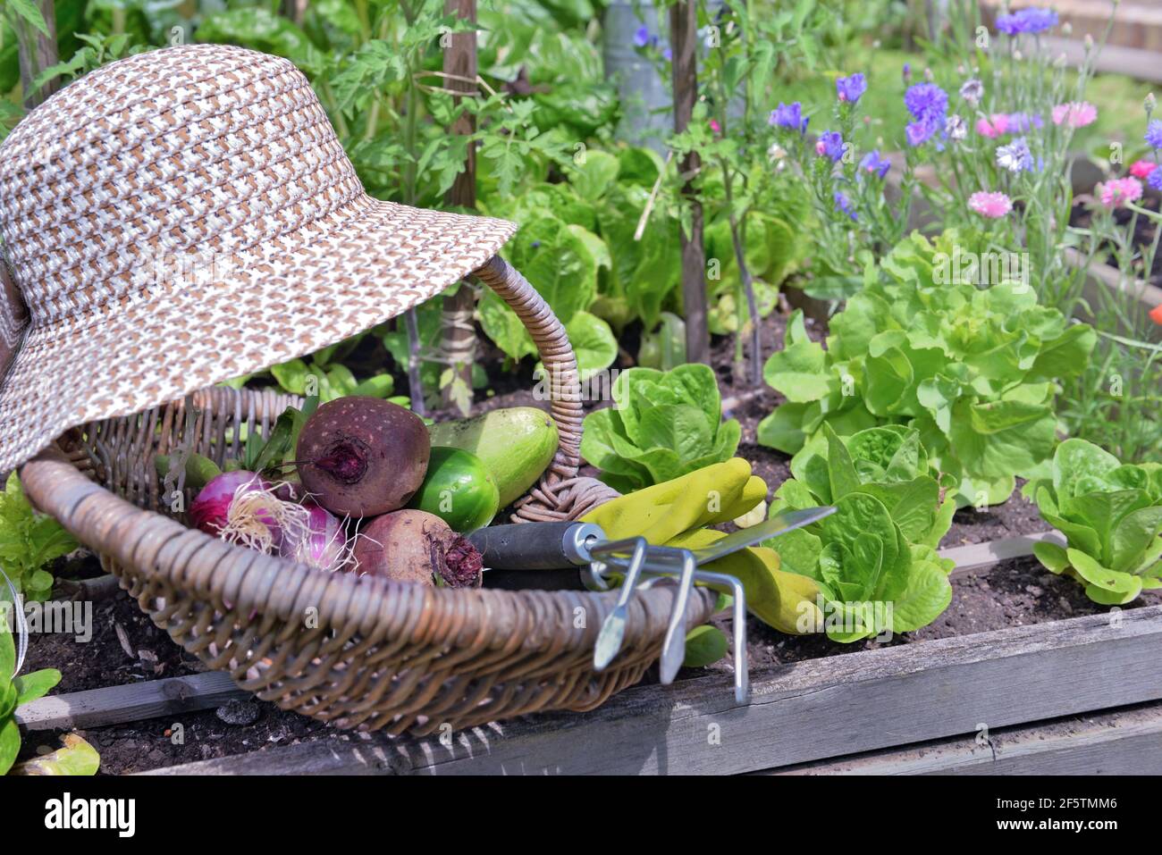 chapeau en osier placé sur un panier avec des légumes frais un petit jardin  potager à côté de la culture de laitue Photo Stock - Alamy