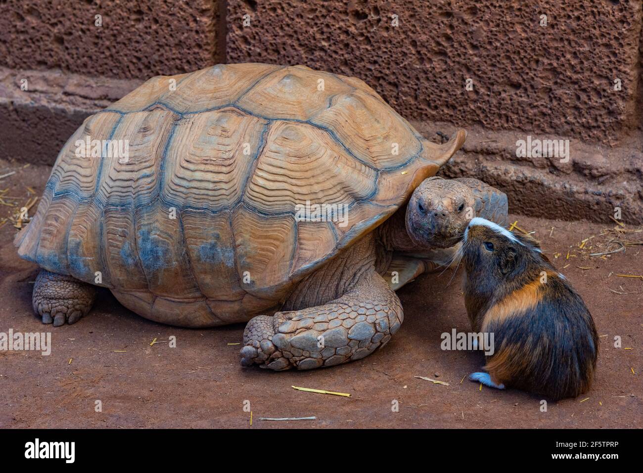 L'Africain a stimulé la tortue et le cobaye au parc des singes à Ténérife, aux îles Canaries, en Espagne. Banque D'Images