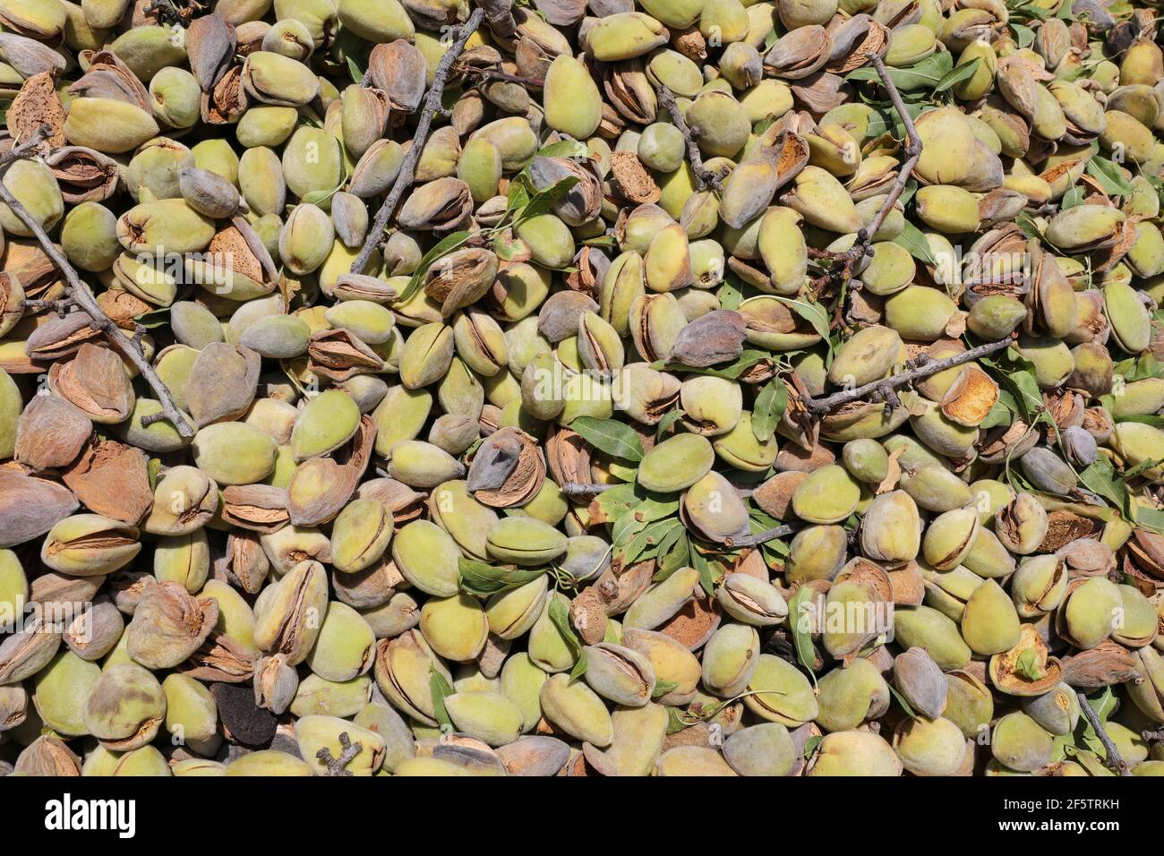 Amandes mûres comme arrière-plan. Ecrou d'amande ouvert mature. Banque D'Images