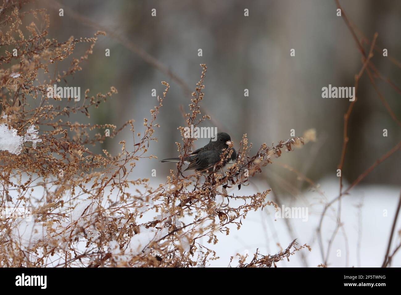 junco aux yeux sombres sur les branches Banque D'Images