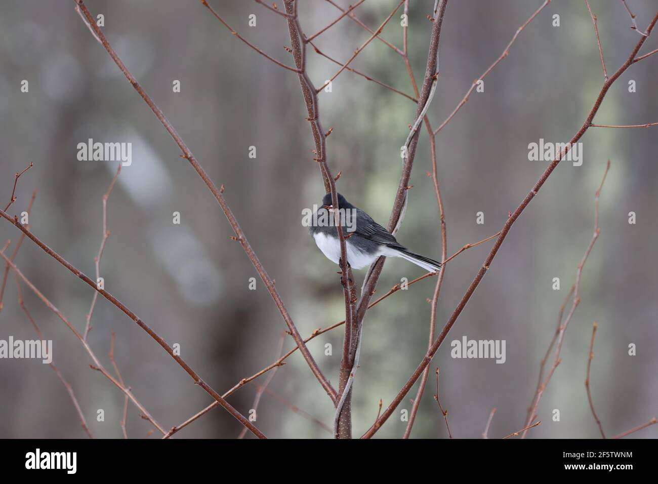 junco aux yeux sombres sur les branches Banque D'Images