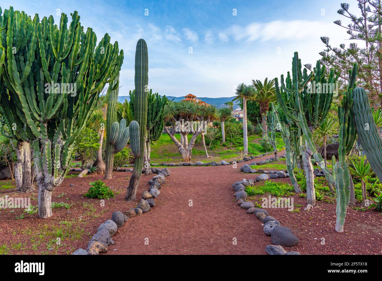 Jardin des cactus à Tenerife, îles Canaries, Espagne. Banque D'Images