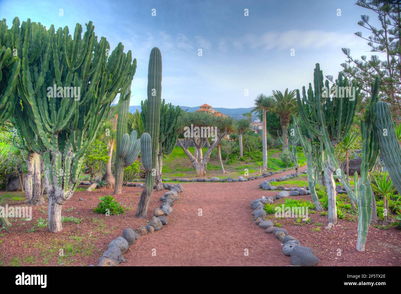 Jardin des cactus à Tenerife, îles Canaries, Espagne. Banque D'Images
