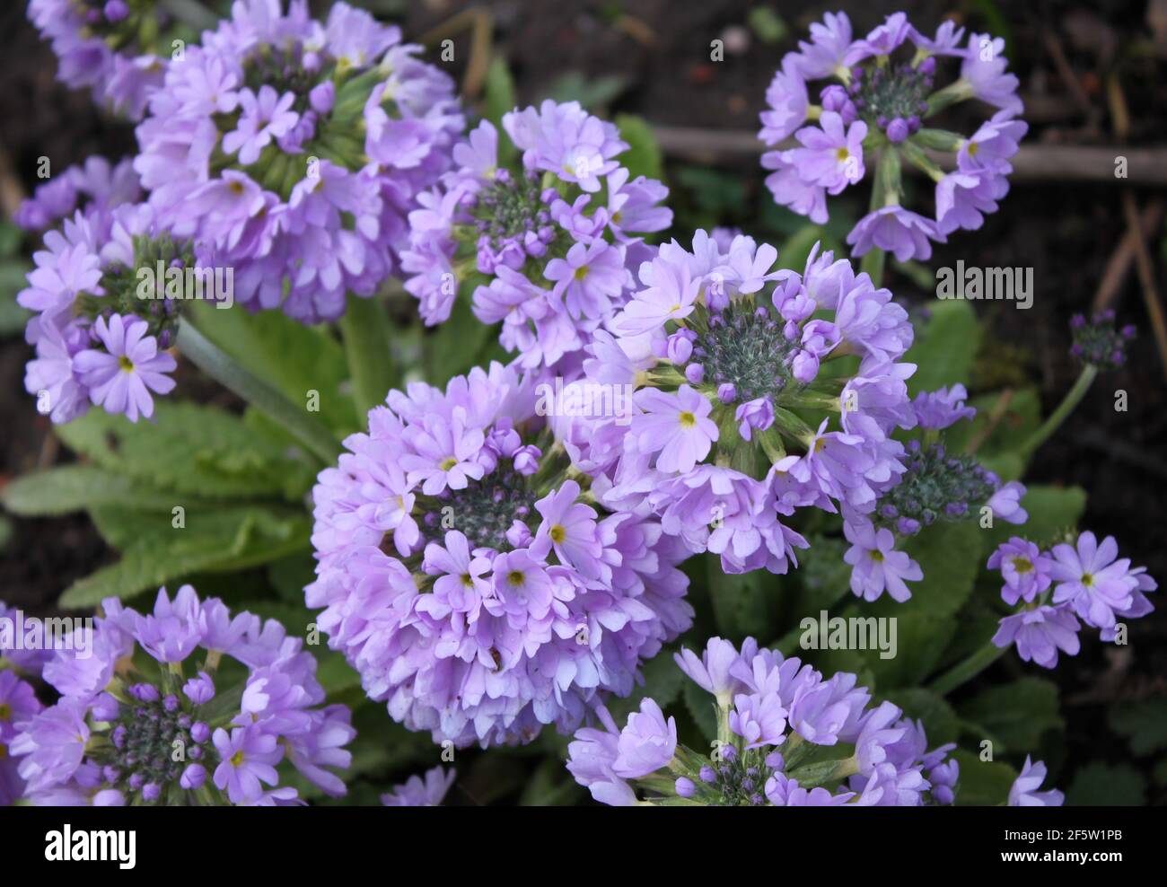 Plantes violettes miniatures Banque de photographies et d'images à haute  résolution - Alamy