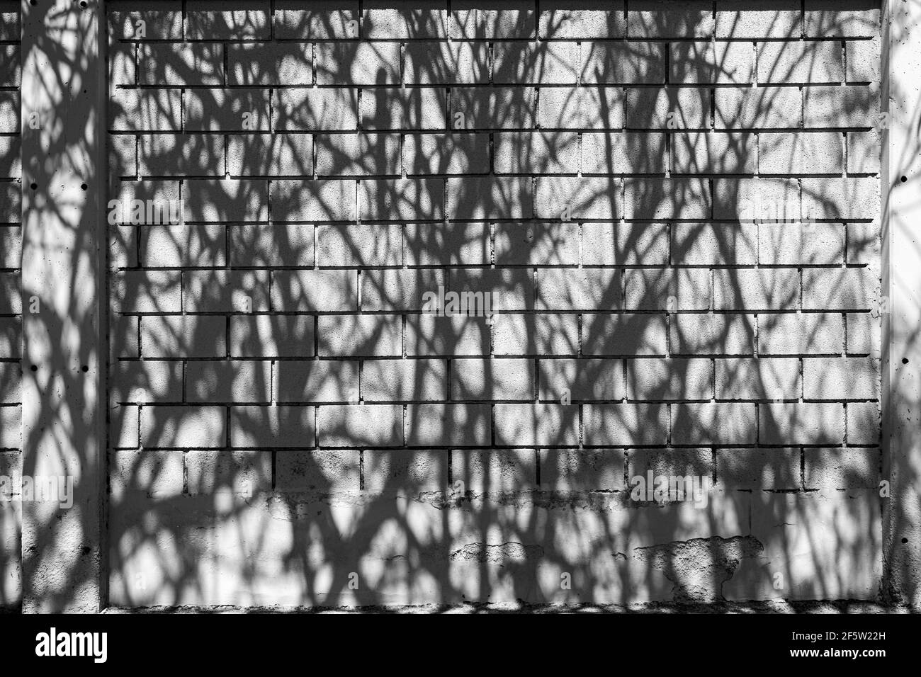 Images abstraites en noir et blanc avec ombres au soleil de la mi-journée. Arbres et trottoirs et murs. Banque D'Images