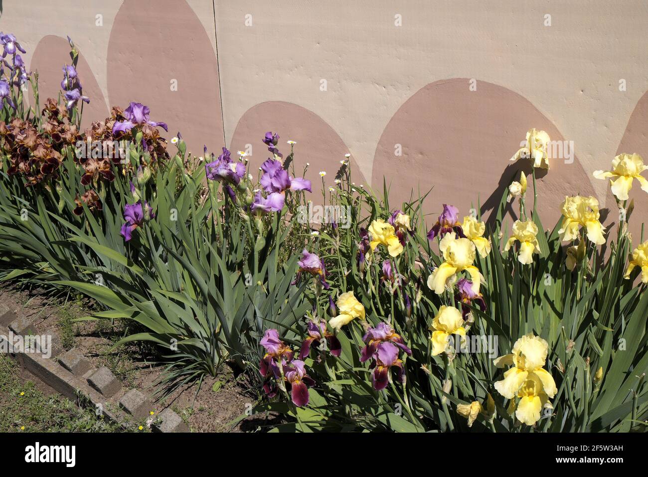 Exposition d'Irises, près de Kremenchug, Ukraine Banque D'Images