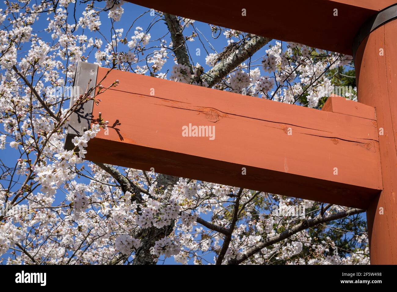 La porte torii du sanctuaire Himuro Jinja à Nara, Japon à la fin du mois de mars, entouré de cerisiers en fleurs de sakura Banque D'Images