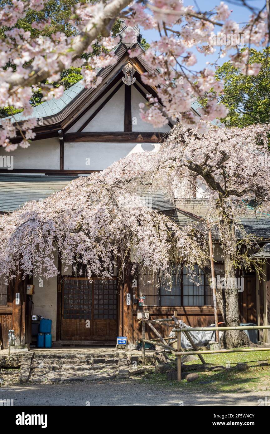 Les cerisiers japonais sakura fleurissent au sanctuaire Himuro Jinja à Nara, au Japon, fin mars Banque D'Images