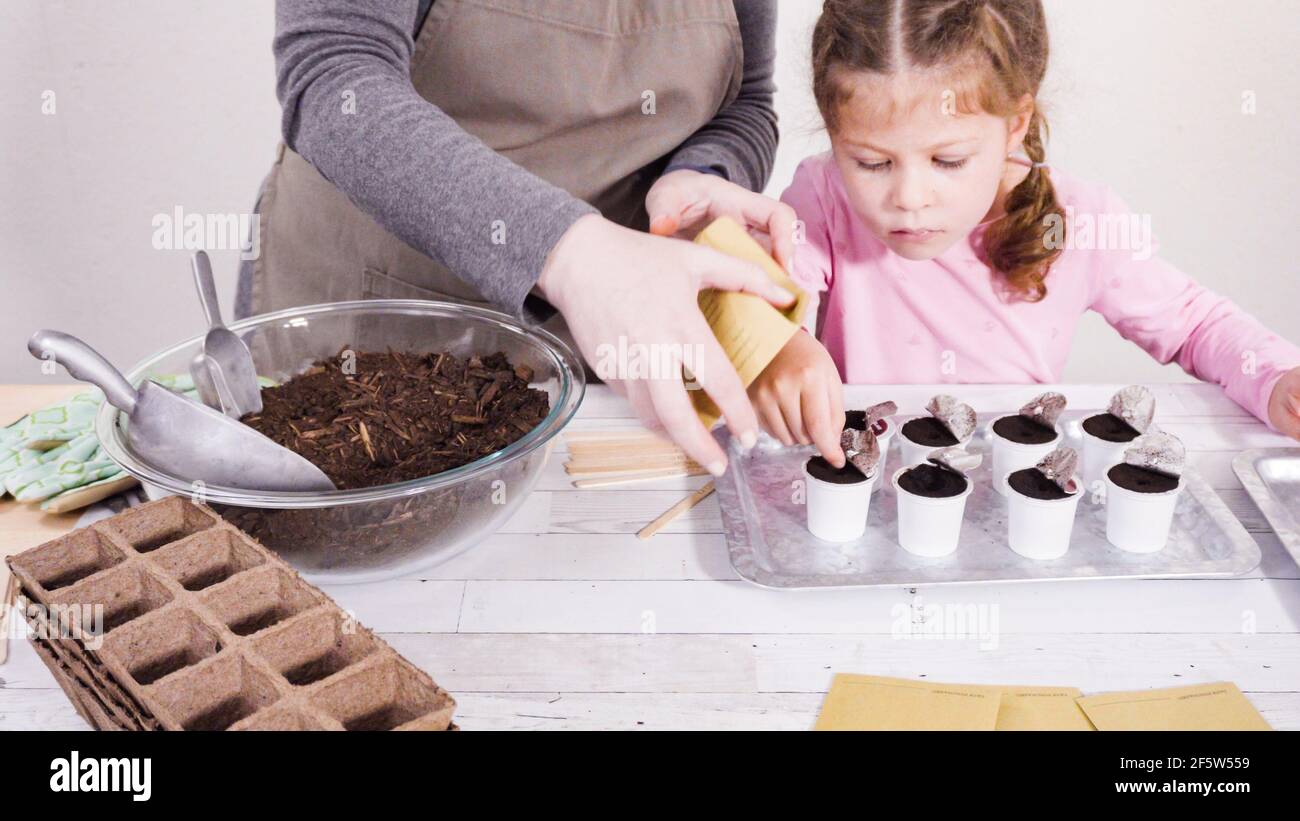 Petite fille aidant à planter des graines d'herbes dans de petits contenants pour un projet homeschool. Banque D'Images