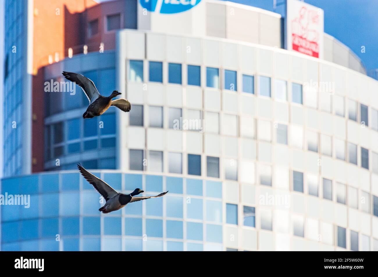 Wien, Vienne: bâtiment de bureau Tour Florido, couple volant de canard collard (Aras platyrhynchos) en 21. Floridsdorf, Wien, Autriche Banque D'Images