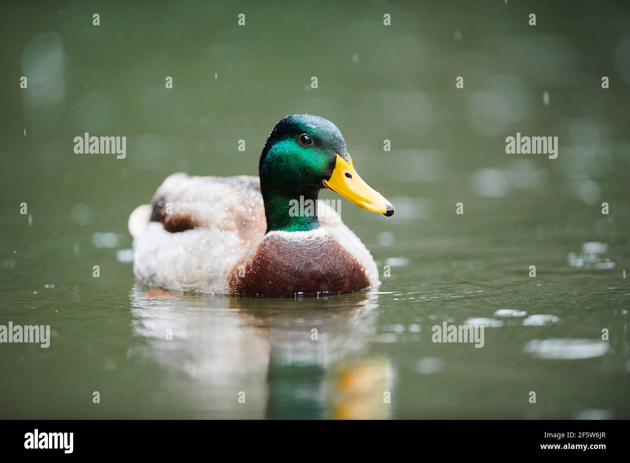 Mallard (Anas platyrhynchos) homme nageant dans l'eau, Bavière, Allemagne Banque D'Images