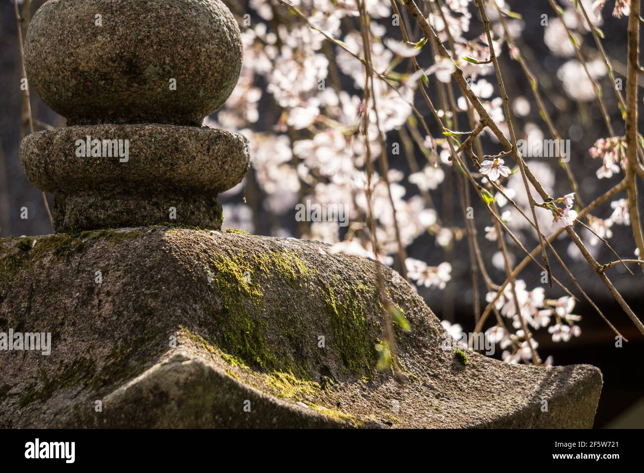 La fleur de cerisier de Sakura se trouve derrière une lanterne en pierre japonaise au Kasuga Taisha ou au Grand Sanctuaire, un grand sanctuaire shinto à Nara, au Japon Banque D'Images