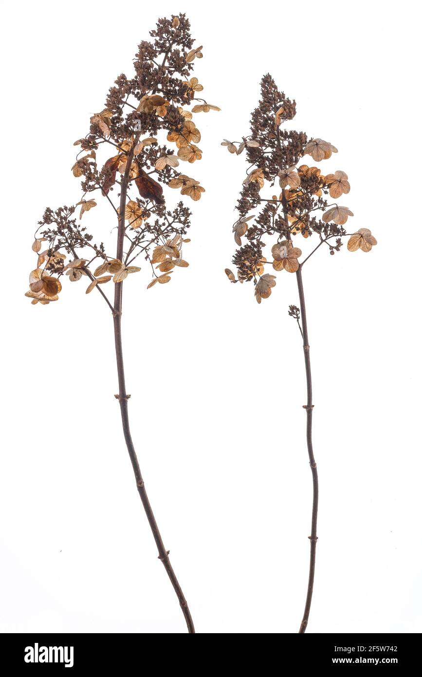 Fleurs séchées d'une panicule hydrangea (Hydrangea paniculata) sur terre blanche, Bavière, Allemagne Banque D'Images