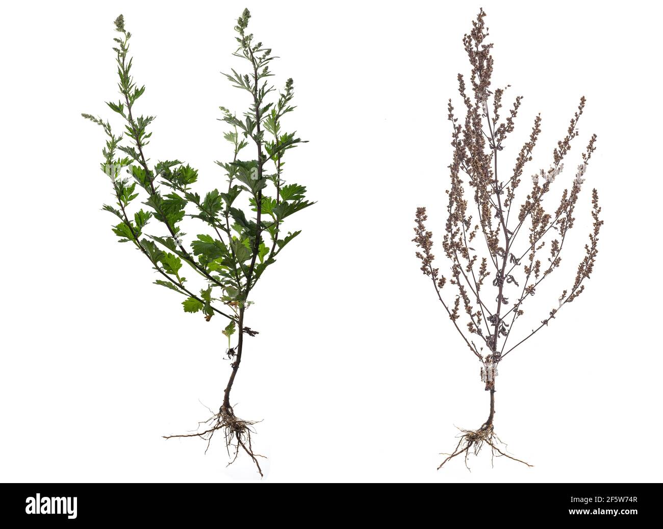 Mugwort commun (Artemisia vulgaris) et flétrit sur terre blanche, Bavière, Allemagne Banque D'Images